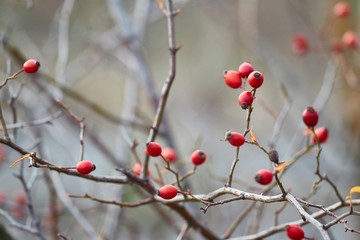 Closeup of rose hips on a bush