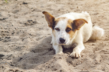 A sad stray dog lies in the sand