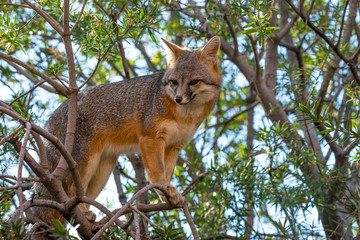 Grey Fox