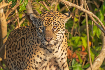 Jaguar Looking Out From the Jungle