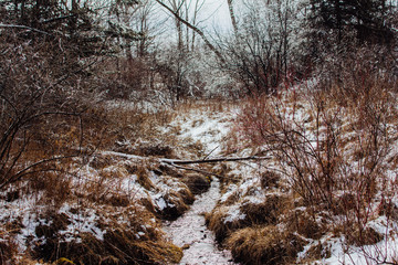 A small stream in a winter forest