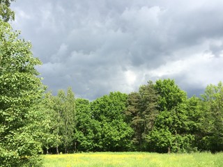Obraz premium Before a thunderstorm on a Sunny summer day on the edge of the forest. Above the yellow glade and green trees the sky is covered with gray clouds with rays of bright sunshine.Photo with mobile.