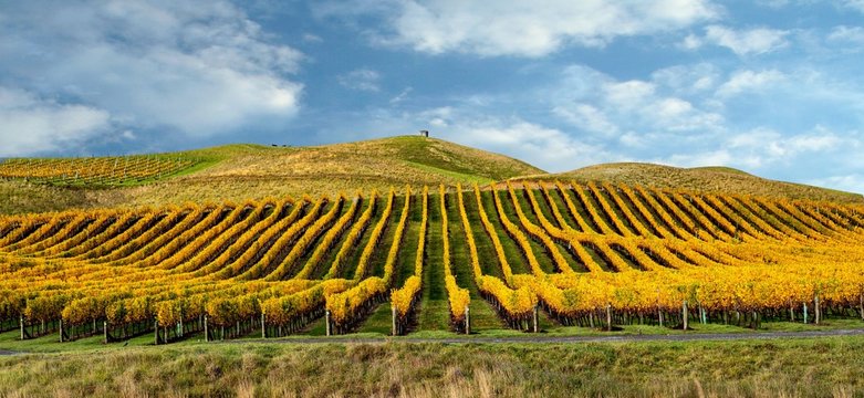 Vines growing in a vineyard in autumn, New Zealand