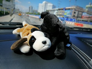 panda in the park © Duangjit