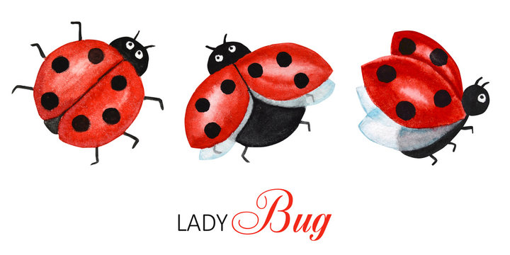Ladybug Cartoon Images – Browse 34,087 Stock Photos, Vectors, and Video |  Adobe Stock