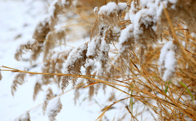 Snow-covered reeds, on the Banks of the park