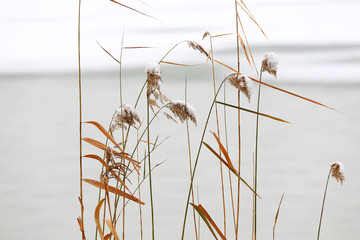 Snow-covered reeds, on the Banks of the park