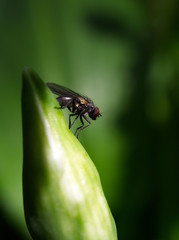 fly on leaf