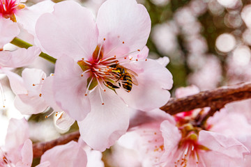 Bee on Pink blossoming almond tree on bokeh light background. Pink flowers for spring background
