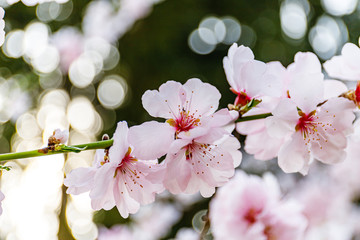 Pink blossoming almond trees on blue sky background. Pink flowers for spring background