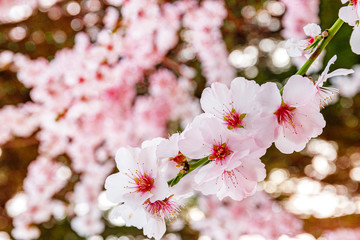 Pink blossoming almond trees on blue sky background. Pink flowers for spring background