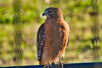red tailed Hawk
