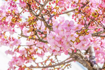 桜の開花イメージ