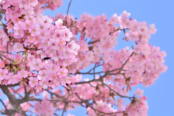 桜の開花イメージ