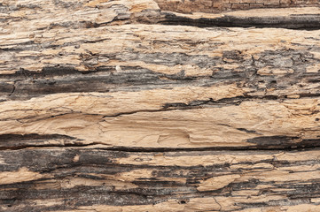 Wood texture. Wood surface. Texture of the old wood close-up.