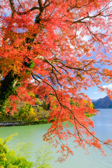 紅葉と赤谷湖（縦）