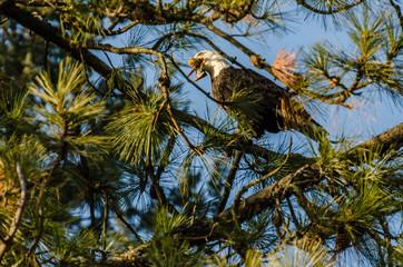 Bald Eagle At Lake Coeur d'Alene