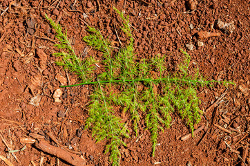 Asparagus Leaf On Ground