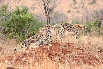 A group of adult cheetahs standing on a termite mount in the early morning, preparing to hunt together, in Kruger National Park, South Africa