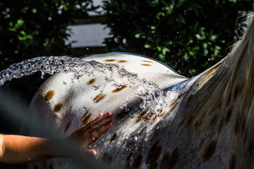 Appaloosa horse being washed with a hose