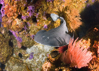 Handheld. Pacific Electric Ray or Torpedo californica.  Photographed underwater at Farnsworth Bank...