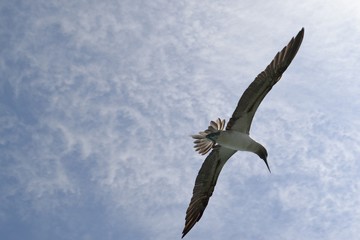 Piquero Patas Azules en vuelo