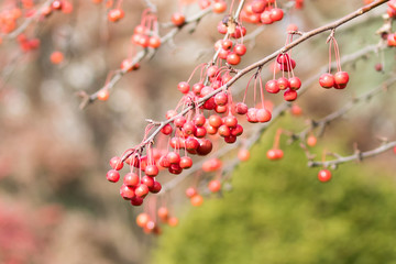 "Sugar Tyme" Crabapple Fruit in winter
