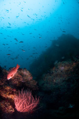 Fototapeta na wymiar Pink Sheephead fish floating over a deep reef off the Channel Islands of Southern Caliornia. 
