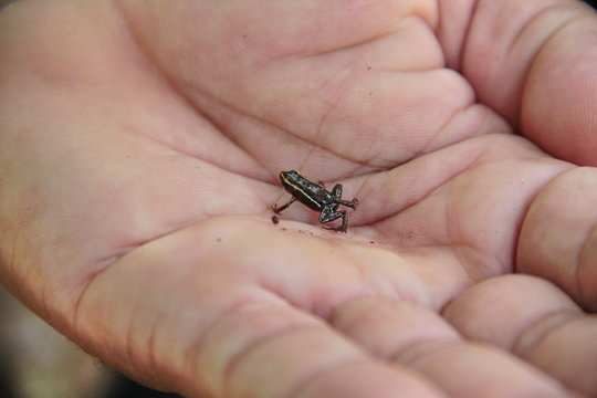 Monte Iberia eleuth frog (Eleutherodactylus iberia), the smallest frog in the world (8 to 10 mm), endemic to eastern Cuba, in Alejandro de Humboldt National Park, near Baracoa, Cuba