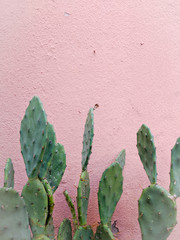 cactus in the desert on pink wall © Rob