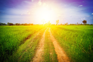 country road and field