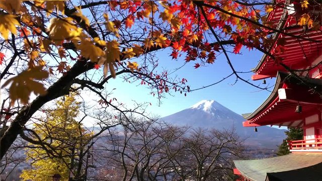 Gimbal shot forward Mt. Fuji viewed from behind Five Storied Pagoda “Chureito” at Fujiyoshida city Yamanashi pref Japan.