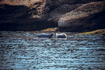 Wild seals in Bonaventure island, Gaspesie, Quebec