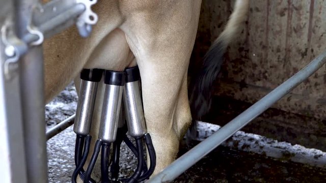 Milking machine attached to udder of tan cow, dairy farm equipment