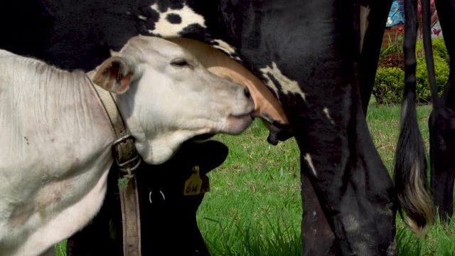 White calf nursing from udder of dairy cow mother, drinking milk