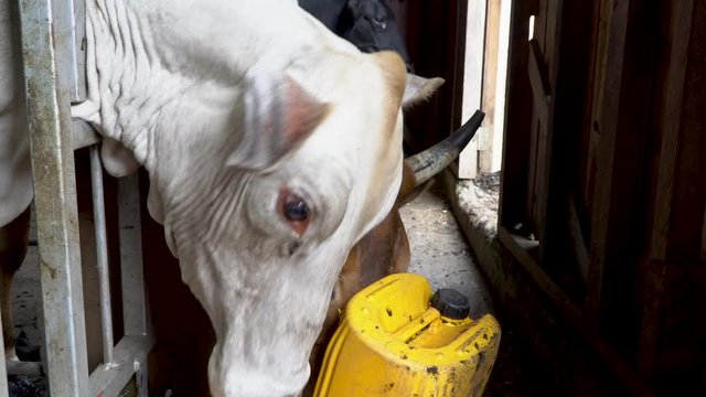 Close up white cow chews, licks lips, nose, eating grain in stall