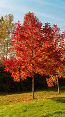 Oregon Tree Changing Colors