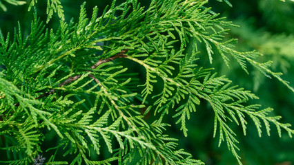 Vibrant Fern in Oregon