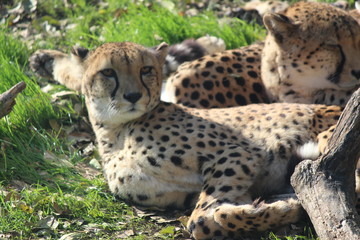 cheetah 