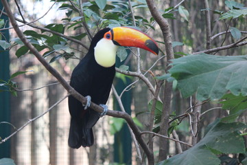 toucan  © Javier