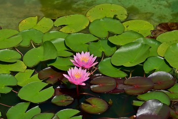 光を浴びて輝く満開のピンクのスイレン