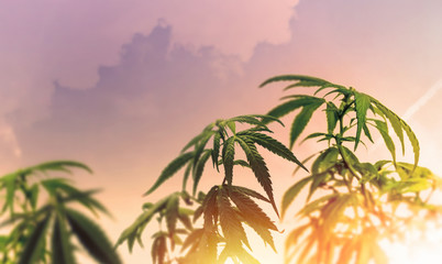 Low angle of industrial Cannabis Hemp plant against sky at sunset