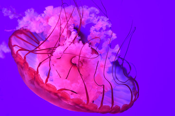Colorful swimming jellyfish