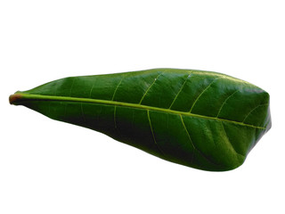 Fototapeta na wymiar Green leaf or green leaves on white background. Sea almond leaves or terminalia catappa leaf Isolated on white background.