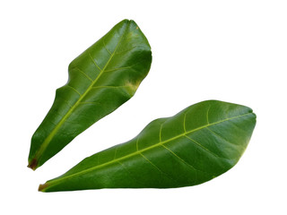 Green leaf or green leaves on white background. Sea almond leaves or terminalia catappa leaf...