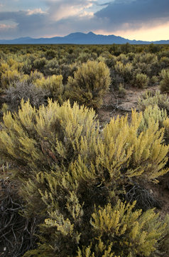 sagebrush