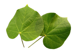 Green leaf or green leaves on white background. Hibiscus tiliaceus leaf Isolated on white background.