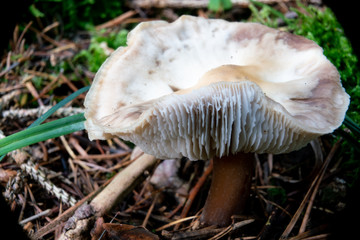 Pilz, makro, 