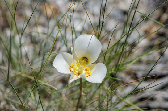 USA, Nevada, White Pine County, Great Basin National Park: Large white flower of Nuttall's mariposa lily (Calochortus nuttallii) also knows as sego lily.