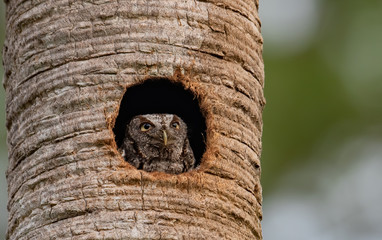 Eastern Screech Owl in Florida 